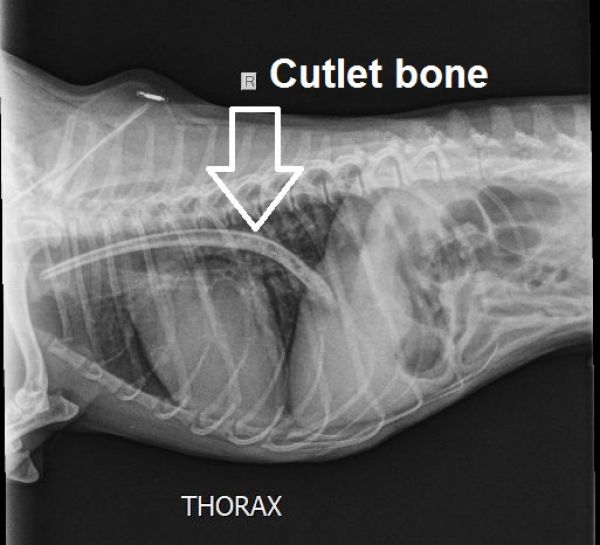 Cutlet bone 030419